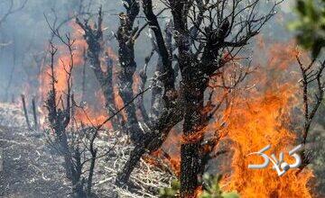 واکنش محیط زیست درباره جنگلهای الیت: هنوز درگیر آتش هستیم/ میزان خسارت درختان سوخته، حدود ۲۰ درصد است/ وسعت حریق بین ۱۵۰ تا ۱۸۰ هکتار برآورد میشود