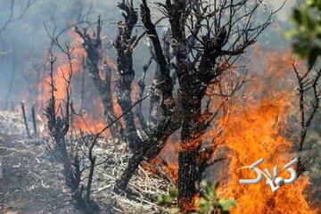 واکنش محیط‌ زیست درباره جنگل‌های الیت: هنوز درگیر آتش هستیم/ میزان خسارت درختان سوخته، حدود ۲۰ درصد است/ وسعت حریق بین ۱۵۰ تا ۱۸۰ هکتار برآورد می‌شود