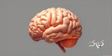 سخن پیامبر(ص) که در دانشگاه برگن نروژ ثابت شد!