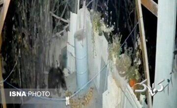 حضور غیرمنتظره خرس در منزل مسکونی
