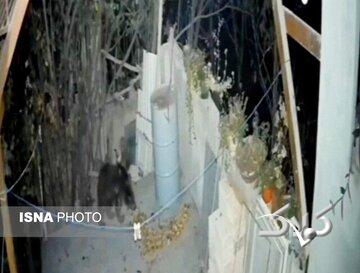 حضور غیرمنتظره خرس در منزل مسکونی