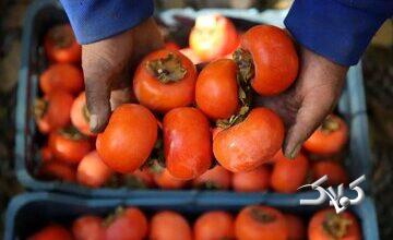 ماجرای ترسناک «خرمالو» در اتاقهای عمل مشهد