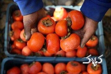 ماجرای ترسناک «خرمالو» در اتاقهای عمل مشهد