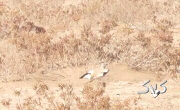 برای نخستین بار؛ ثبت و مشاهده چکاوک هدهدی در این استان/ عکس