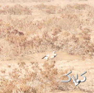 برای نخستین بار؛ ثبت و مشاهده چکاوک هدهدی در این استان/ عکس