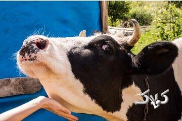 خبر فوری برای دامداران / واکسن تب برفکی وارد ایران شد!