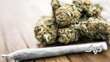 عوارض تکاندهنده مخدر گل؛ از قتل و خودکشی تا بستری شدن در تیمارستان/ دسترسی به این مخدر خطرناک در کشور کمتر از ۱۰ دقیقه است