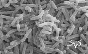 شیوع وبا در همسایگی ایران/ آمار جان باختگان