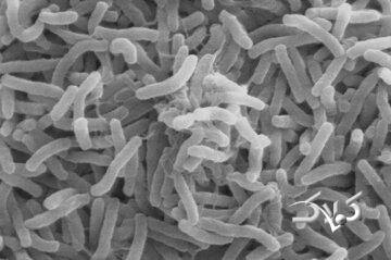 شیوع وبا در همسایگی ایران/ آمار جان باختگان