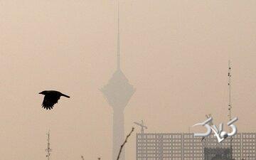 آلودگی هوای تهران؛ بحران مشترکِ شهر و طبیعت/ پرندگان مهاجر تهران را دور میزنند/ گنجشکها کجا رفتند؟/ جمعیت کدام پرنده در تهران بیشتر شده؟