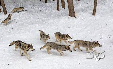 هشدار، خطر نزدیک شدن حیوانات وحشی به مناطق مسکونی/ ماجرا چیست؟