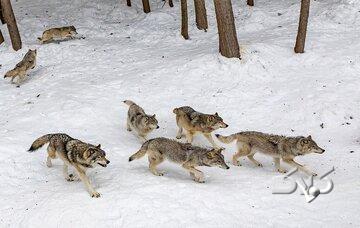 هشدار، خطر نزدیک شدن حیوانات وحشی به مناطق مسکونی/ ماجرا چیست؟