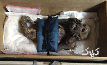 راز شگفتانگیز پری دریایی مومیایی شده در ژاپن!