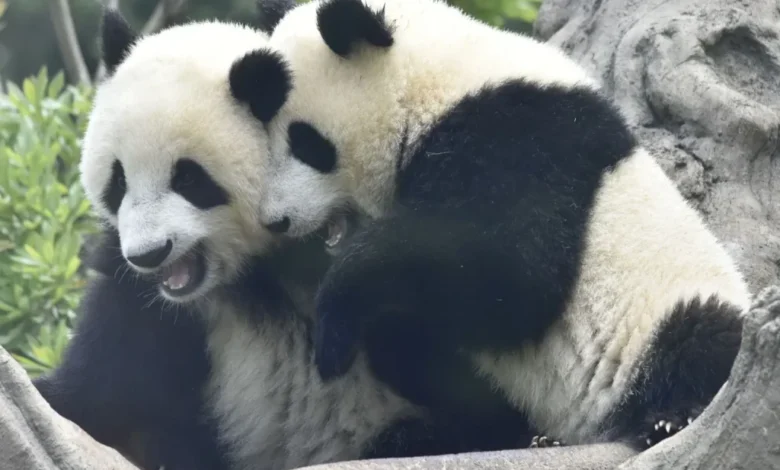 پانداهای ژاپن