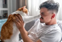 رفتار گربه ها