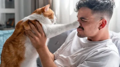 رفتار گربه ها