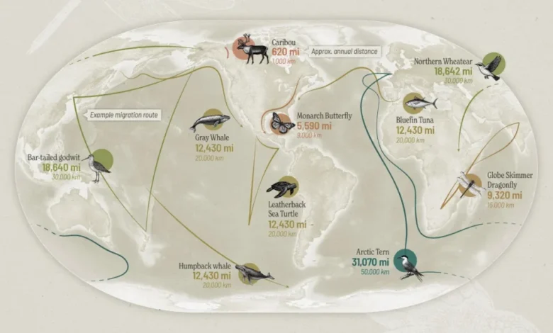 طولانیترین مهاجرتهای حیات وحش