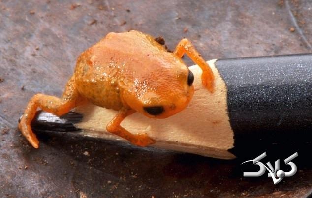 وزغ Brachycephalus lulai