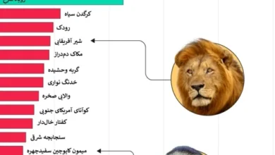 تک‌همسری در گونه‌های مختلف