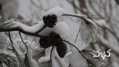 برف منطقه يك