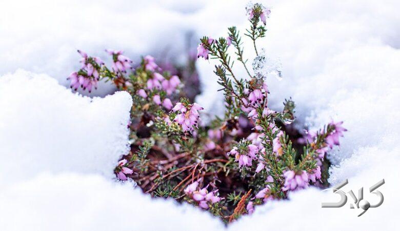 هشدار مهم درباره سامانه بارشی جمعه/ این استانها زیر برف و سرما میروند