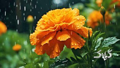 سامانه بارشی جدید امروز وارد می شود/ امروز و فردا در این مناطق بارش خواهیم داشت