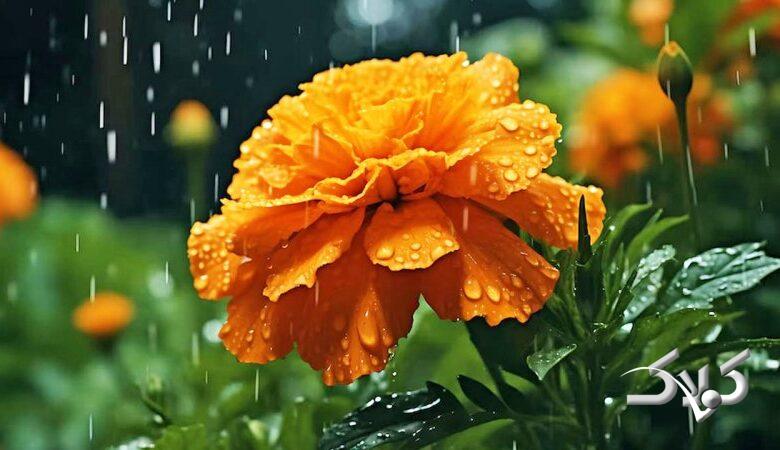 سامانه بارشی جدید امروز وارد می شود/ امروز و فردا در این مناطق بارش خواهیم داشت