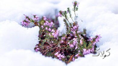 جزئیات فعالیت سامانه بارشی تا روز جمعه/ کاهش ۵ درجه ای دما در این مناطق