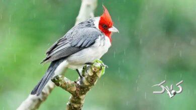 این مناطق برفی و بارانی میشوند/ ورود سامامه جدید بارشی به کشور