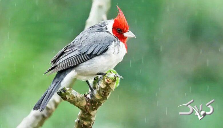 این مناطق برفی و بارانی میشوند/ ورود سامامه جدید بارشی به کشور