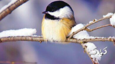 هشدار ورود سامانه بارشی جدید؛ برف و باران گسترده در ۲۸ استان از امروز