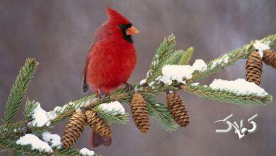 برف و باران و یخبندان از امروز تا چهارشنبه ۲۸ استان را فرا میگیرد