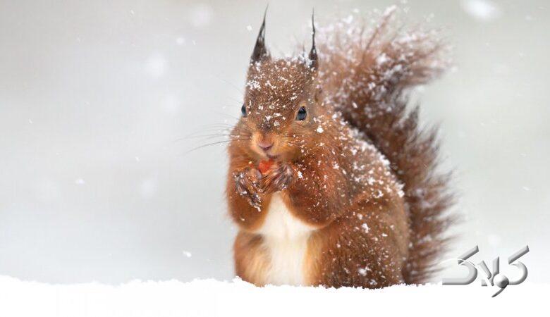 از این سردتر نمیشود / جایی که در آن دما به منفی ۹۸ درجه رسید+ عکس