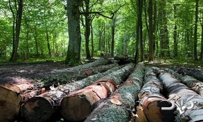 هیرکانی زیر تیغ تبر و آتش؛ ابربحرانی که جدی گرفته نمیشود!