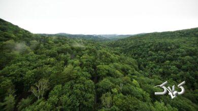 آن چه تنوع زیستی ایران را تهدید میکند؛ قوانین بایگانی میشود!