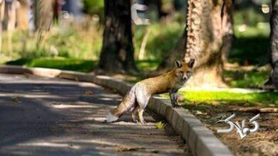 مراقب دورهمی شبانه روباهها در تهران باشید؛ افرادی که مکارانه جیب شما را خالی میکنند