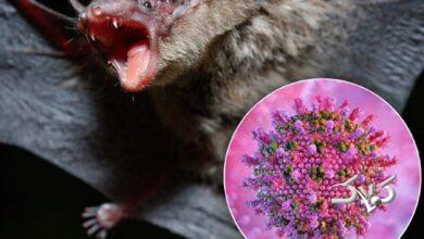 ویروس جدید از خفاش به انسان رسید؛ کرونای جدید در راه است؟