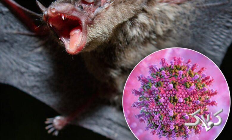 ویروس جدید از خفاش به انسان رسید؛ کرونای جدید در راه است؟