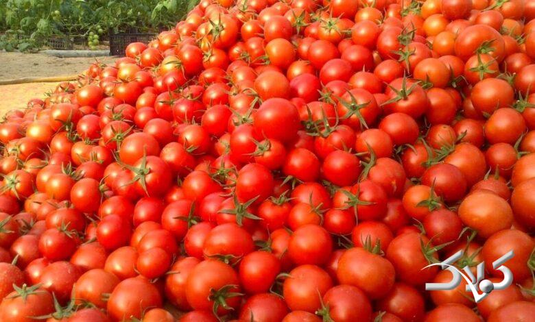 گوجه فرنگی