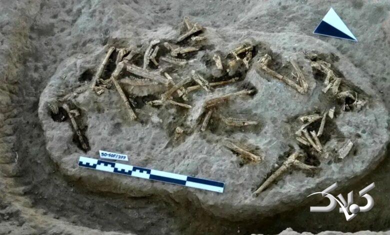 فسیل