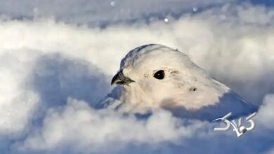 حیوانات سفید