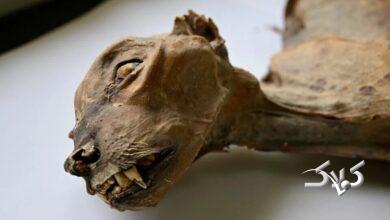 فسیل یوزپلنگ