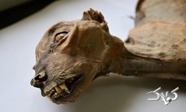 فسیل یوزپلنگ