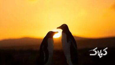 خورشیدگرفتگی