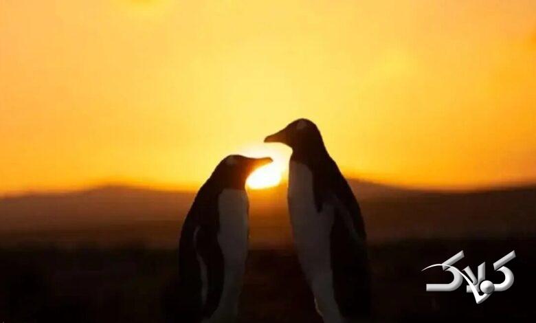 خورشیدگرفتگی