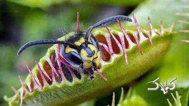 گیاهان گوشتخوار