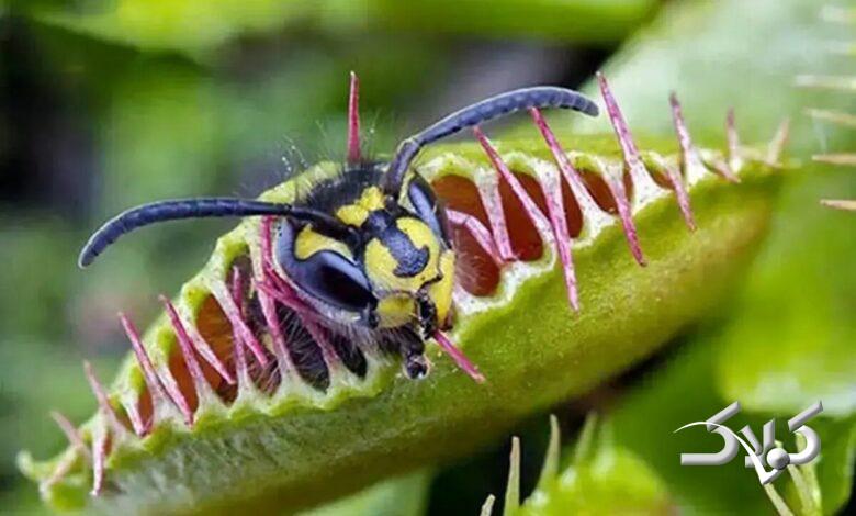 گیاهان گوشتخوار