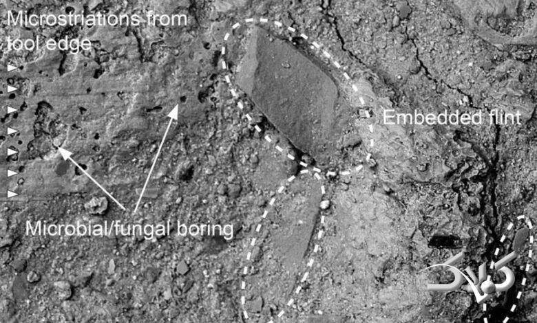 چکّش نیم میلیون ساله