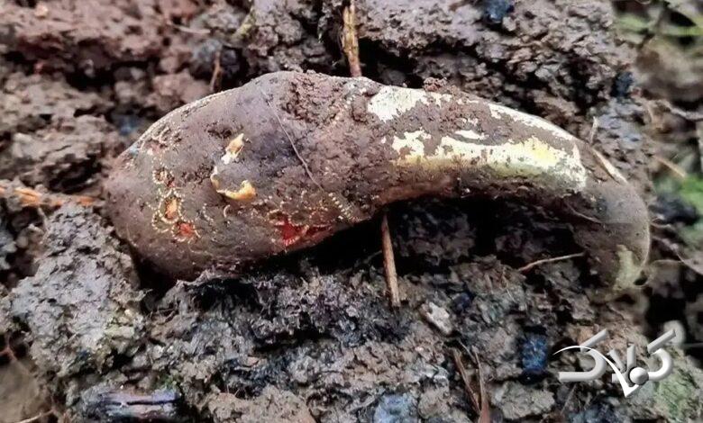 گنجهای بریتانیا