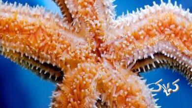 ستاره دریایی